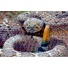 WESTERN RATTLESNAKE - 3D Magnet for Refrigerators, Whiteboards, and Lockers - NEW