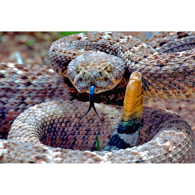 WESTERN RATTLESNAKE - 3D Magnet for Refrigerators, Whiteboards, and Lockers - NEW MAGNET 3dstereo 