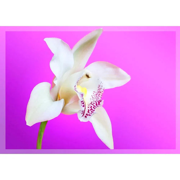 White Orchid - 3D Lenticular Postcard Greeting Card - NEW Postcard 3dstereo 