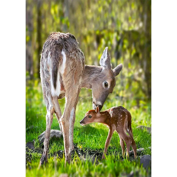 White-Tailed Deer - 3D Lenticular Postcard Greeting Card - NEW Postcard 3dstereo 