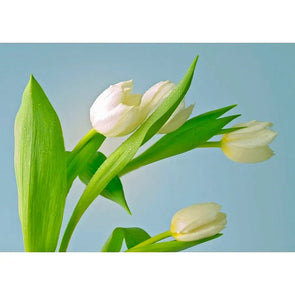White Tulips - 3D Lenticular Postcard Greeting Card - NEW Postcard 3dstereo 