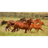 Wild Horses Running - 3D Action Lenticular Oversize-Postcard Greeting Card - NEW Postcard 3dstereo 