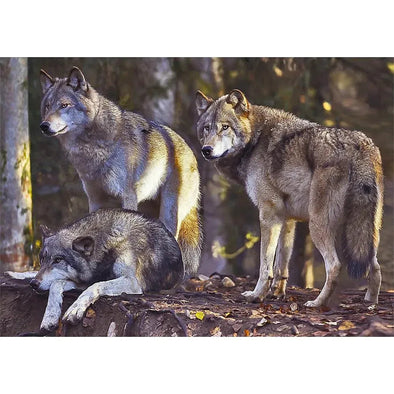 Wolf Pack - 3D Lenticular Postcard Greeting Card - NEW Postcard 3dstereo 