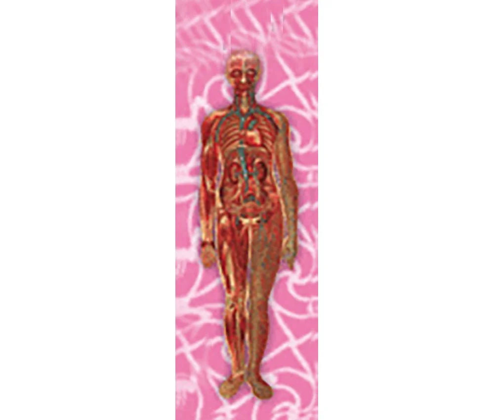 Woman's Body Anatomical - 3D Animated Lenticular Bookmark - NEW ...