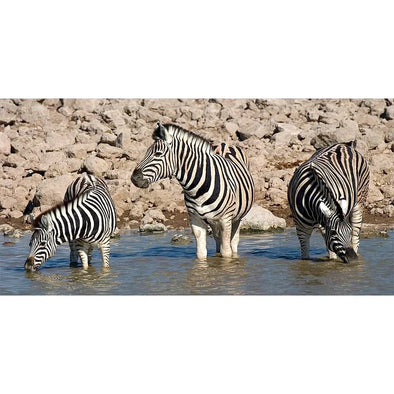 Zebras - 3D Lenticular Oversize-Postcard Greeting Card - NEW Postcard 3dstereo 