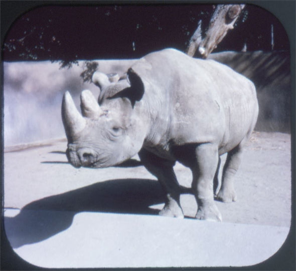 2 ANDREW - San Diego Zoo - Packet No.1 - View-Master 3 Reel Packet - vintage - A173 Packet 3Dstereo 
