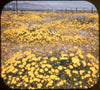 4 ANDREW - Desert Wild Flowers in Bloom - View-Master Buff Reel - vintage - 290 Reels 3dstereo 