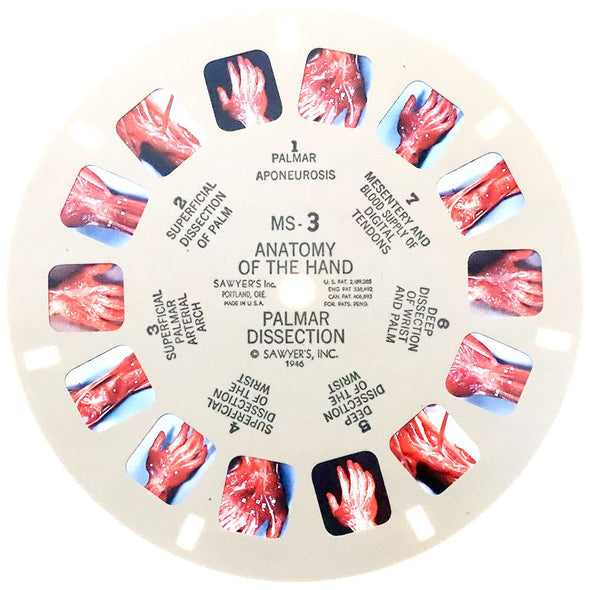 Anatomy Of The Hand - View-Master Commercial Reel - 1946 - vintage - MS-3 Reels 3dstereo 