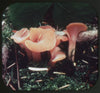 Mushrooms in Their Natural Habitats - 33 View-Master Complete Reel Set - 1949 - vintage Reels 3dstereo 