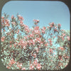 Florida - Flowers - U.S.A. - View-Master Single Reel - 1955 - vintage - 159 Reels 3dstereo 
