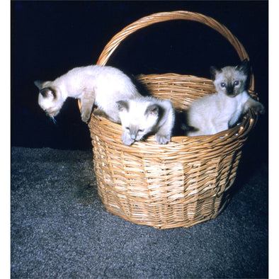 Stereo Slide - 3 Siamese Kittens in a Basket - Original Kodachrome in EMDE mount - vintage 3Dstereo.com 