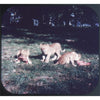4 ANDREW - Lions of Longleat - View-Master 3 Reel Packet - vintage - C302-BG5 Packet 3dstereo 