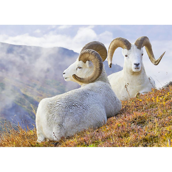 Dall Sheep - 3D Lenticular Postcard Greeting Card - NEW Postcard 3dstereo 
