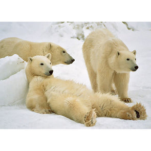 Polar Bears Relaxing - 3D Lenticular Postcard Greeting Card - NEW Postcard 3dstereo 