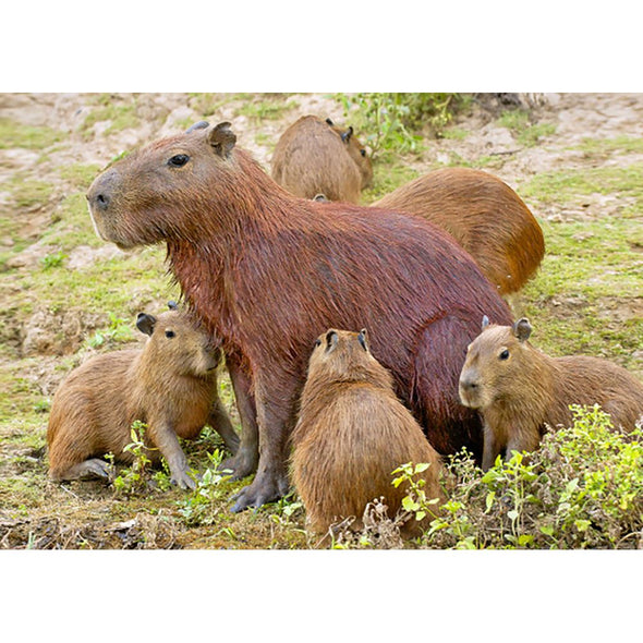 Capybara with pups - 3D Lenticular Postcard Greeting Card - NEW Postcard 3dstereo 