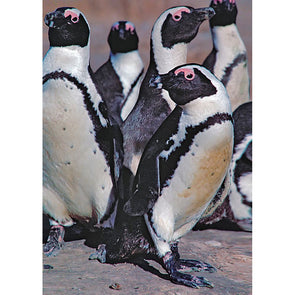 African Penguins - 3D Lenticular Postcard Greeting Card - NEW Postcard 3dstereo 