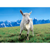 4 - Farm Animals - 3D Lenticular Postcards Greeting Cards - NEW Postcard 3dstereo 