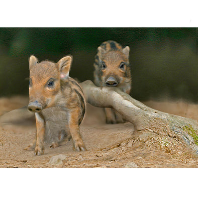 Wild Boar Piglets - 3D Lenticular Postcard Greeting Card Postcard 3dstereo 