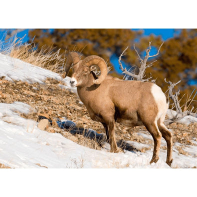 Bighorn Sheep - 3D Lenticular Postcard Greeting Card Postcard 3dstereo 