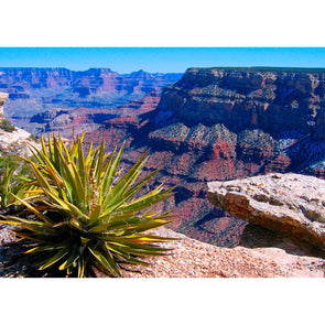 Grand Canyon National Park with Yucca - 3D Lenticular Postcard Greeting Card Postcard 3dstereo 