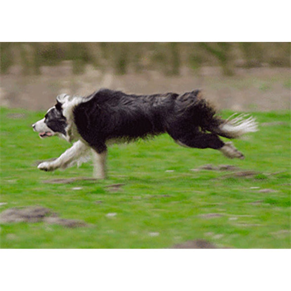 Border Collie Running - 3D Action Lenticular Postcard Greeting Card Postcard 3dstereo 