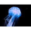 Jellyfish In Motion - 3D Action Lenticular Postcard Greeting Card- NEW Postcard 3dstereo 