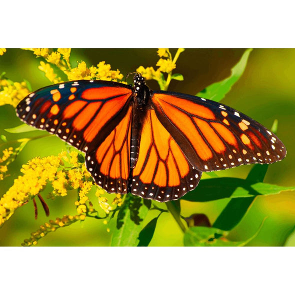 Monarch Butterfly on Blossom - 3D Lenticular Postcard Greeting Card Postcard 3dstereo 