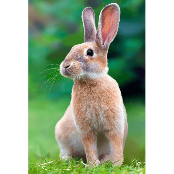 Rabbit Listening - 3D Lenticular Postcard Greeting Card Postcard 3dstereo 