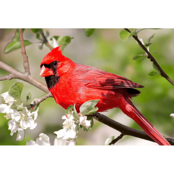 Male Northern Cardinal - 3D Lenticular Postcard Greeting Card Postcard 3dstereo 