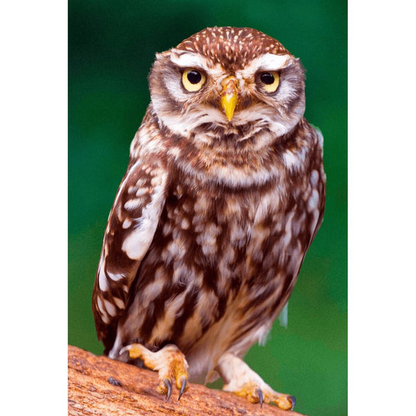 Little Owl - 3D Lenticular Postcard Greeting Card Postcard 3dstereo 
