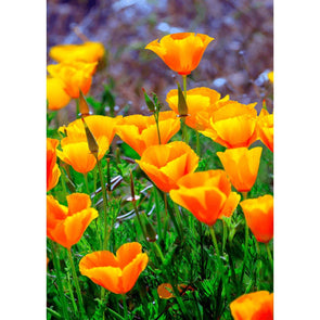 California Poppies - 3D Lenticular Postcard Greeting Card Postcard 3dstereo 