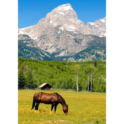 Horse Grazing - Jackson Hole, Wyoming - 3D Lenticular Postcard Greeting Card Postcard 3dstereo 
