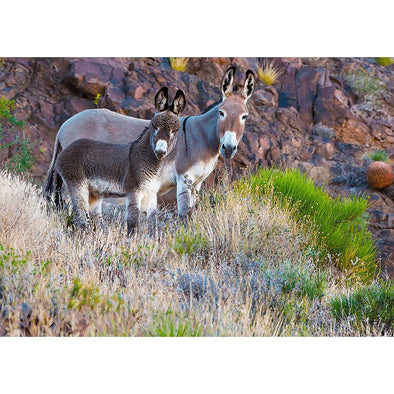 Burro Jenny and Foal - 3D Lenticular Postcard Greeting Card Postcard 3dstereo 