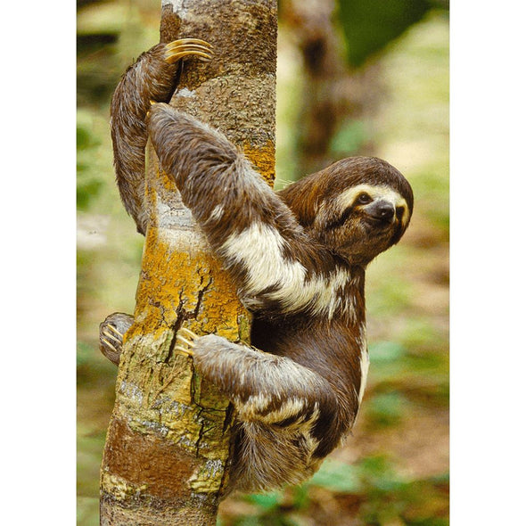 Three-toed Sloth - 3D Lenticular Postcard Greeting Card Postcard 3dstereo 