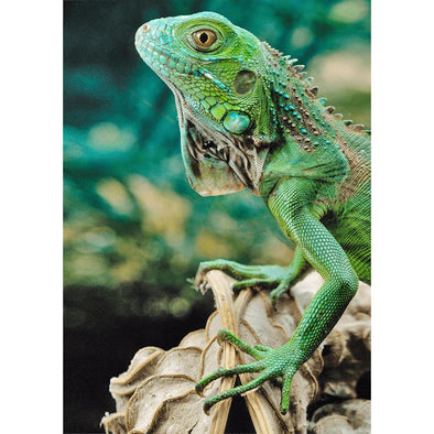Green Iguana - 3D Lenticular Postcard Greeting Card Postcard 3dstereo 