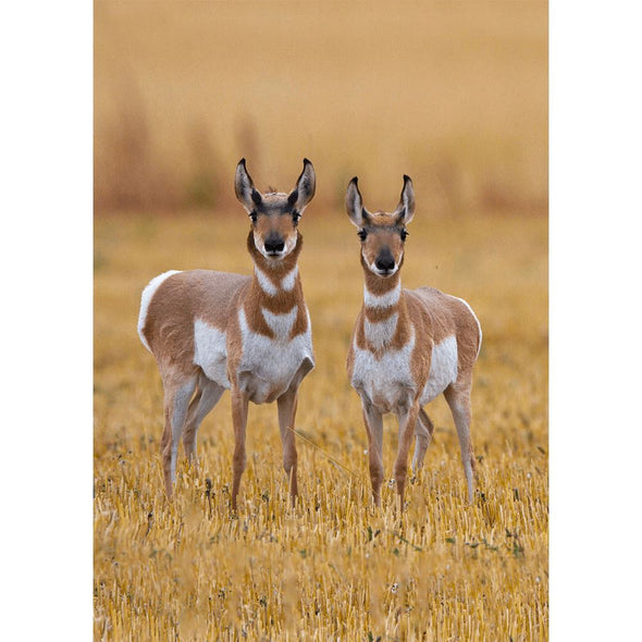 Pronghorn Antelope - 3D Lenticular Postcard Greeting Card Postcard 3dstereo 