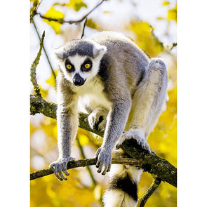 Ring-tailed Lemur 2 - 3D Lenticular Postcard Greeting Card Postcard 3dstereo 