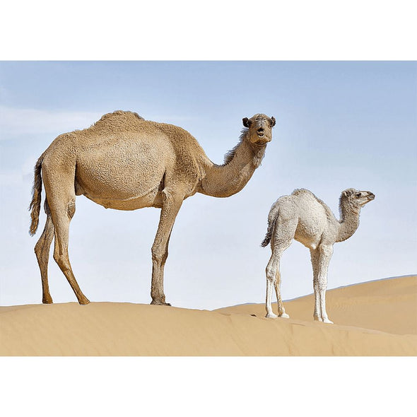 Dromedary Camel - 3D Lenticular Postcard Greeting Card Postcard 3dstereo 
