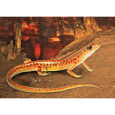 Cave Salamander - 3D Lenticular Postcard Greeting Card Postcard 3dstereo 