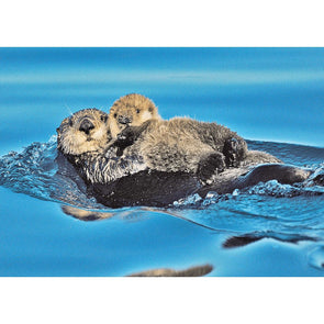 Sea Otter and pup - 3D Lenticular Postcard Greeting Card - NEW Postcard 3dstereo 