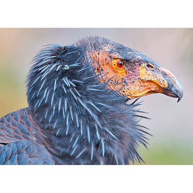 California Condor - 3D Action Lenticular Postcard Greeting Card Postcard 3dstereo 