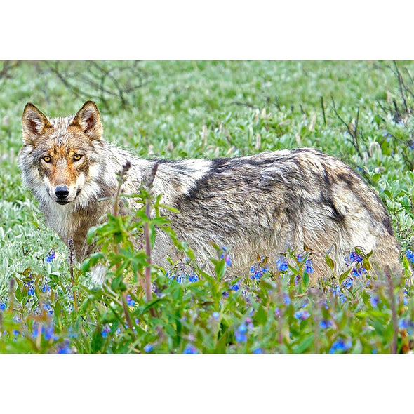 Wolf and Forget-me-nots - 3D Lenticular Postcard Greeting Card Postcard 3dstereo 