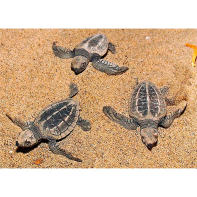 Olive Ridley Sea Turtle - 3D Action Lenticular Postcard Greeting Card - NEW Postcard 3dstereo 