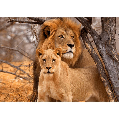Lion and Lioness - 3D Lenticular Postcard Greeting Card Postcard 3dstereo 