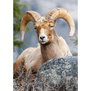 Bighorn Sheep 2 - 3D Lenticular Postcard Greeting Card Postcard 3dstereo 
