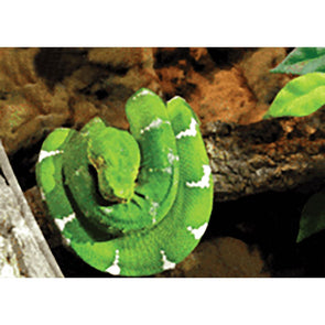 Green Snake - 3D Lenticular Postcard Greeting Card 3dstereo 
