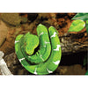 Green Snake - 3D Lenticular Postcard Greeting Card 3dstereo 