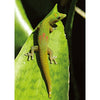 Gecko Lizard (Geico) - 3D Lenticular Postcard Greeting Card 3dstereo 