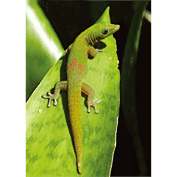 Gecko Lizard (Geico) - 3D Lenticular Postcard Greeting Card 3dstereo 