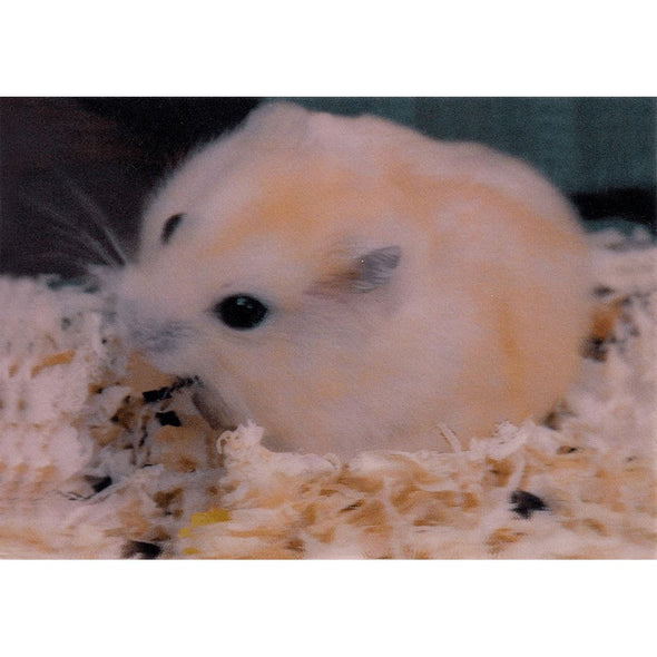 Hamster - 3D Lenticular Postcard Greeting Card 3dstereo 